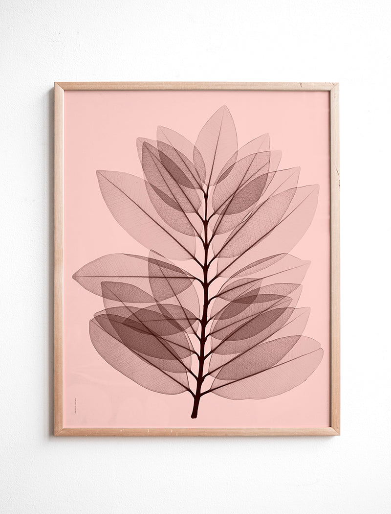 METROSIDEROS EXCELLSEA POSTER - 40x50 cm