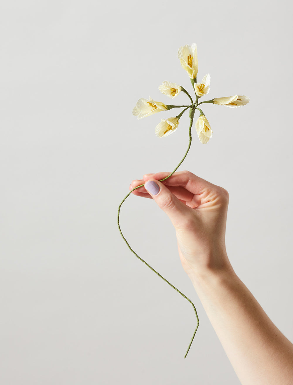 PAPIERBLUME, GELB – Afrikas Lilie