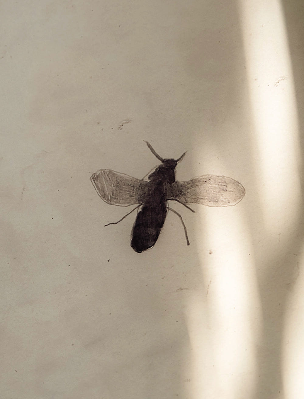 FLY POSTER - 40x50 cm