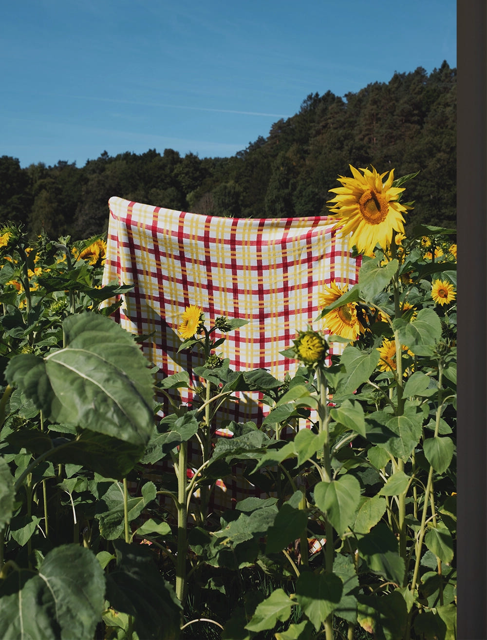 GRID WOVEN FABRIC, YELLOW