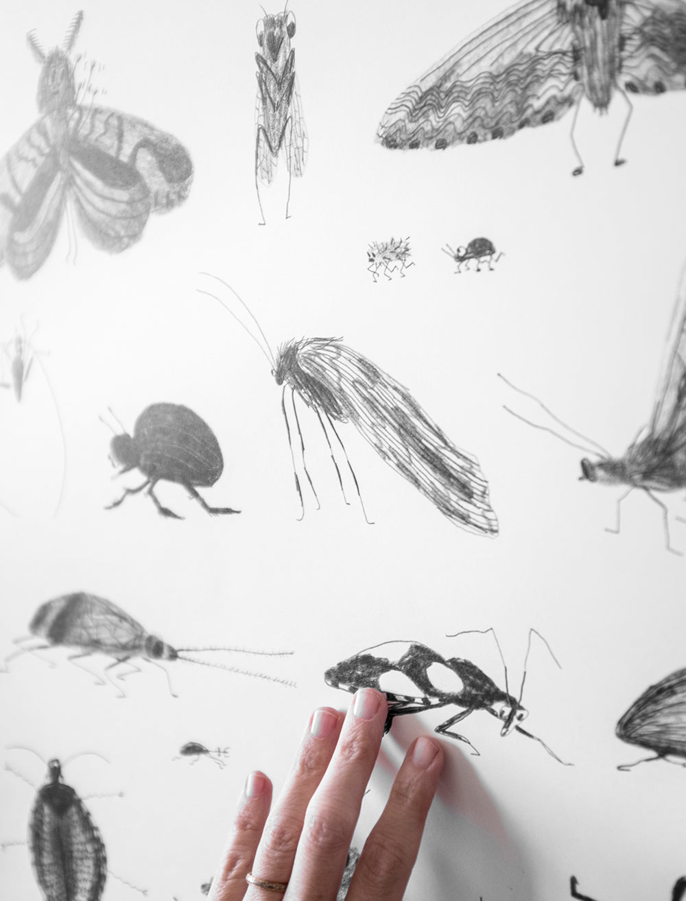 BUGS POSTER - 50x70 cm