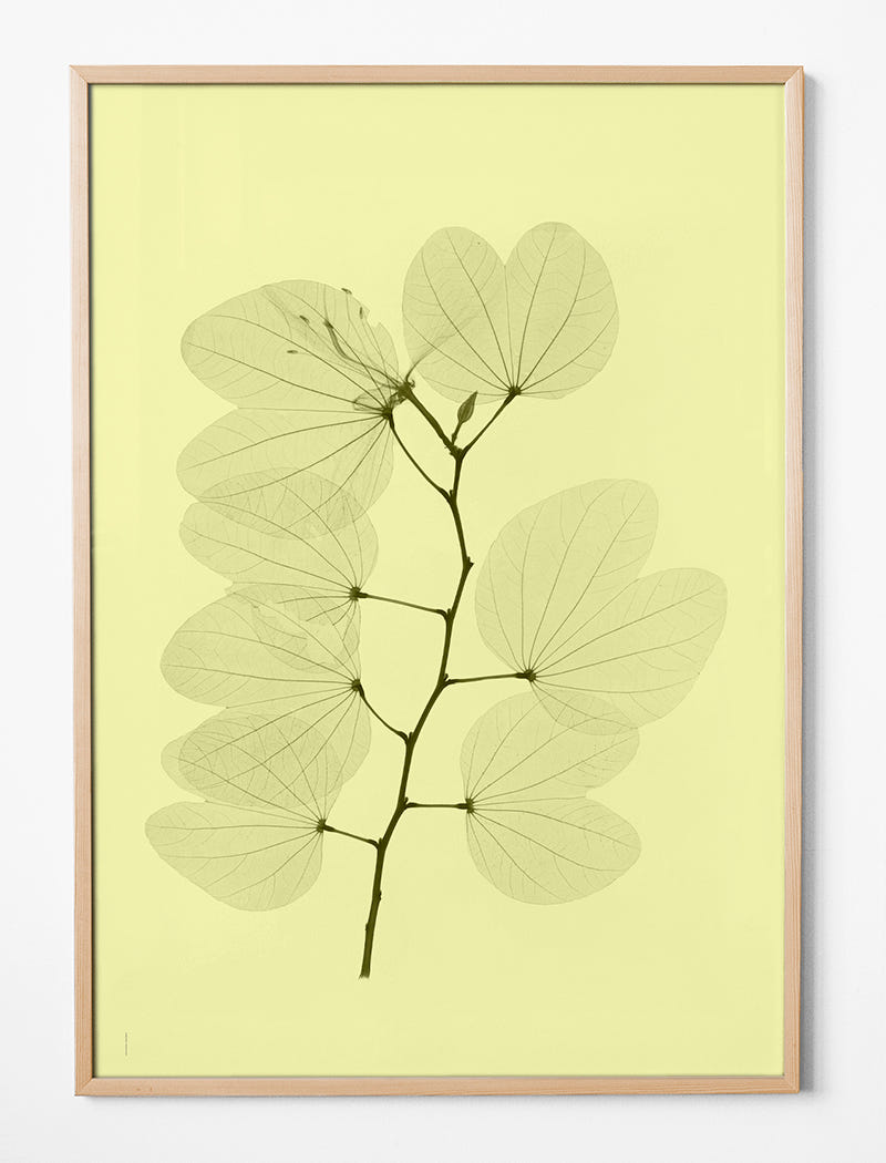 ORKIDEBAUHINIA POSTER
