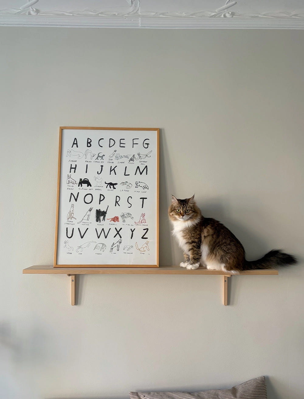 ABC CATS POSTER - 50x70 cm