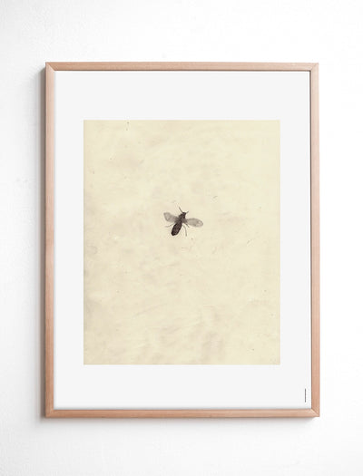 FLY POSTER - 40x50 cm