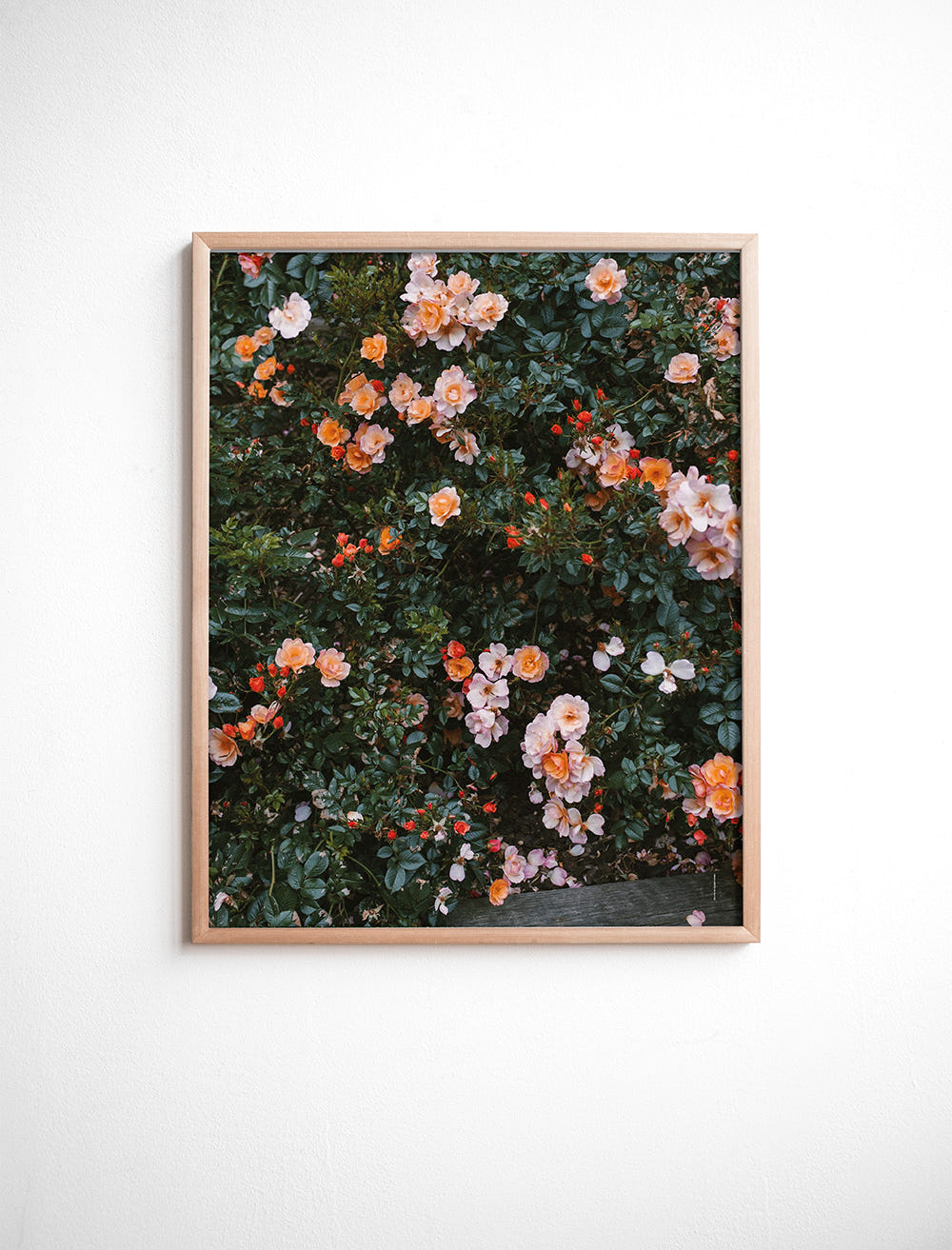 ROSE POSTER - 40x50 cm