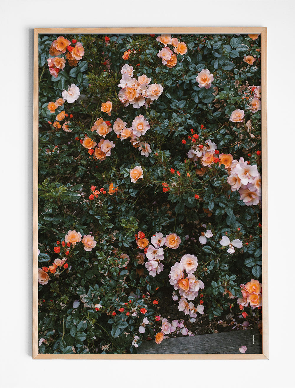 ROSE POSTER - 70×100 cm