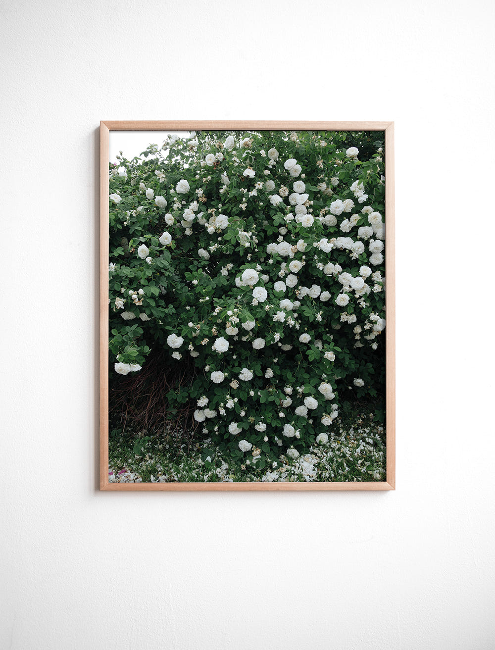 WHITE ROSES POSTER - 40×50 cm