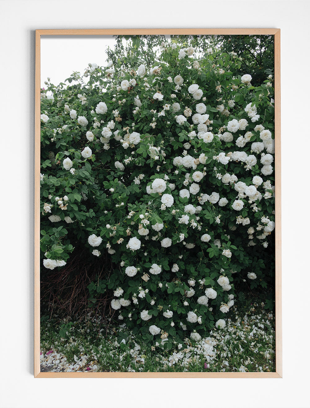 WHITE ROSES POSTER - 50×70 cm