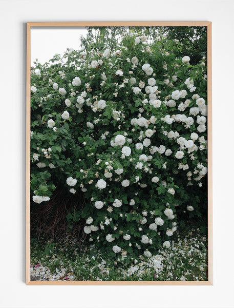 WHITE ROSES POSTER - 50x70 cm – FINE LITTLE DAY