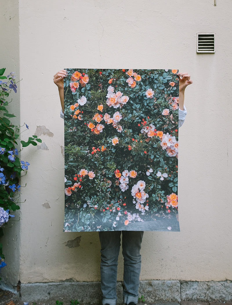 ROSE POSTER - 70×100 cm