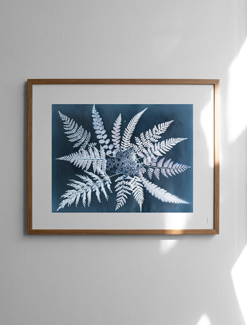FERN STAR POSTER