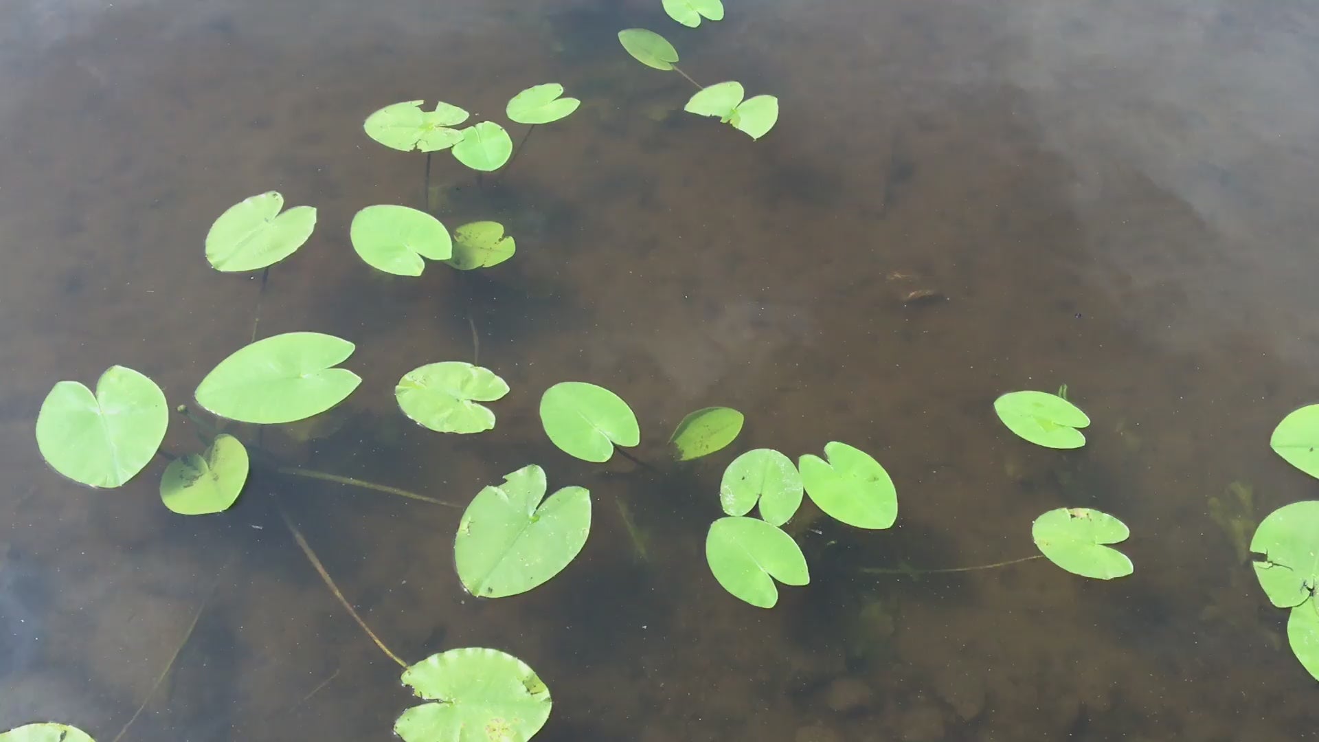 En damm med gröna näckrosblad.